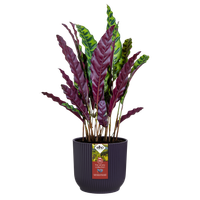 GIFT winery collection 14,16,18 multicolore